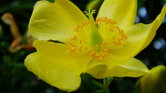 Yellow flower...