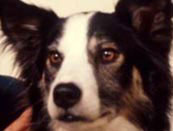 Pictures of the pets