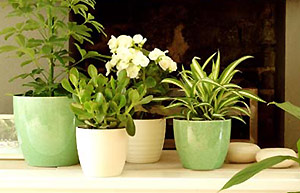 House plants