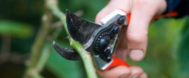 pruning