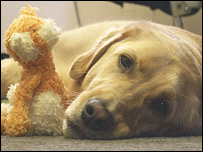 Golden labrador