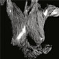 Review of Self Preserved While the Bodies Float Up