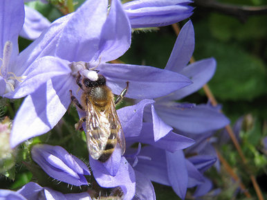 Bee 2