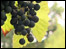 Kent grapes