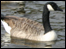 A Canadian Goose in Newquay