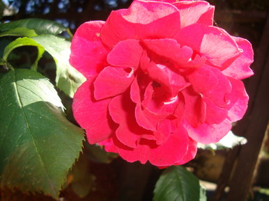 Flower in my Garden