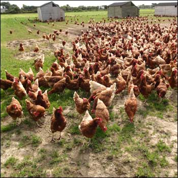 Happy Hens