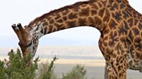 A giraffe feeding