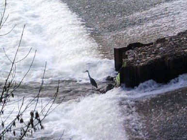 Black weir