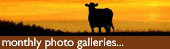 Monthly photo galleries