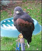 Eagle