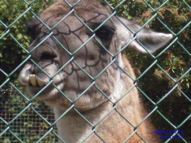 Llama