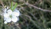 December bloom...