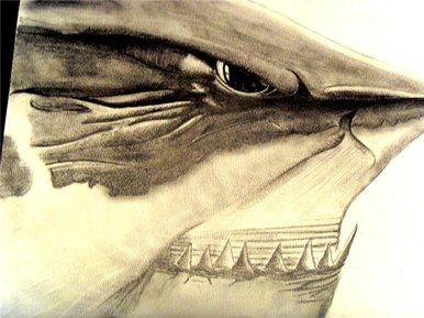 Shark
