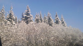 Snowy trees