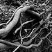 twisted by design
