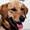 Read all about Goldie