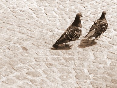 Chasing pigeon