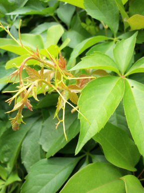 Leaves