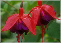 fuchsia-royalvelvet