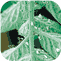 Whitefly