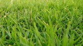 Grass