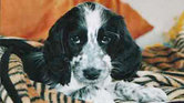 Puppy Eyes