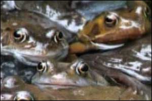 Frogs