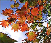 Autumn leaves