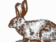 Rabbit Based Maths