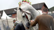 Day 4 - Shire horse