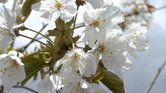 Spring blossom...
