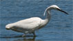 Little egrets