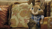 Hop