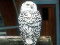 Owl on a perch