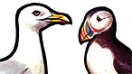 Seaside spotter guide
