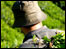 Picking Tea