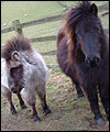 ponies