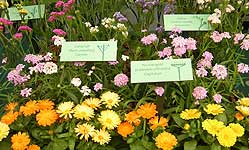 Chelsea Flower Show