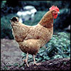 A chicken