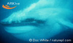whale