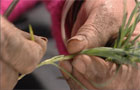 Dianthus cutting