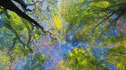 trees