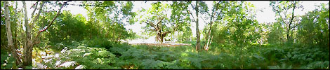 Sherwood Forest