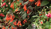 Day 3 - Fuchsias on display
