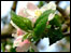 Blossom