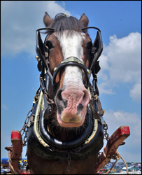 Liskeard Show