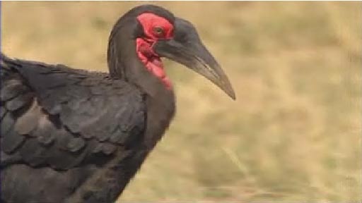Hornbill