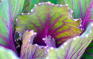 Cabbage