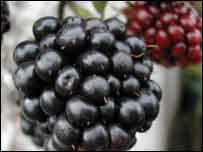Blackberry